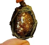 Magic Amulet Bia Kae Shell Embed Takrud & Pha Yant Wessuwan Giant God Talisman Cloth Mantra Thai Charm Amulet Protection Sickness Danger Evil Spirit Demon Ghost Blessing LP YangDam